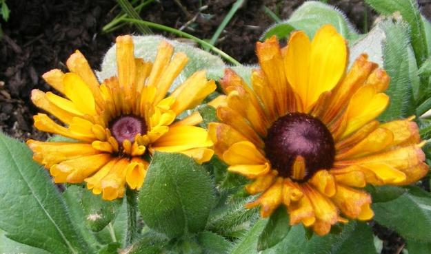 black eyed susans