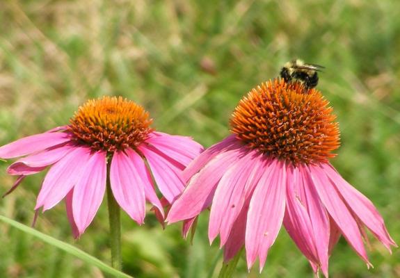 coneflowers