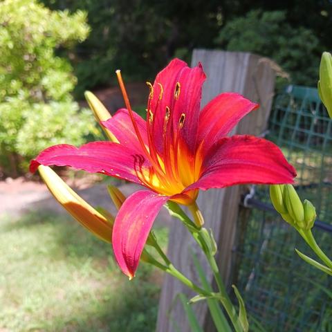 Close-up photo of a dark red daylily with a yellow center, with a few not-yet-open buds just behind it.