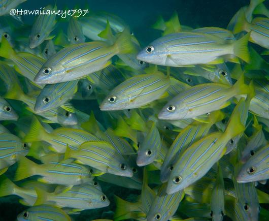 Pale yellow fish clustered together at an ocean reef. They have distinct blue and white horizontal lines on their bodies with deep yellow fins and tails.