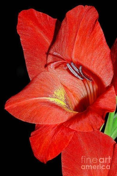 A close up or macro photograph of a vibrant red Gladioli flower on a black background, showing stamens, pistil and patterns on the petals.
By Kaye Menner Photography
https://kaye-menner.pixels.com/featured/red-gladioli-macro-by-kaye-menner-kaye-menner.html

Gladiolus (from Latin, the diminutive of gladius, a sword) is a genus of perennial cormous flowering plants in the iris family (Iridaceae).
It is sometimes called the 'sword lily', but usually by its generic name (plural gladioli).

THE FINE ART AMERICA LOGO WILL NOT APPEAR ON PURCHASED PRINTS OR PRODUCTS.