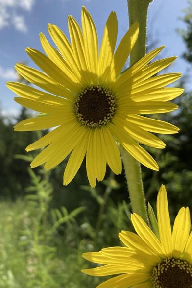 A close-up of one flower.  Bright yellow petals and dark center.