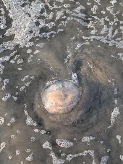 Photo of a jellyfish in shallow water. The jellyfish is slightly dome-shaped and translucent. The slightly orange and yellow underside can be seen through its upper body. There is light white foam swirling around it, and the water is a murky, sandy gray.