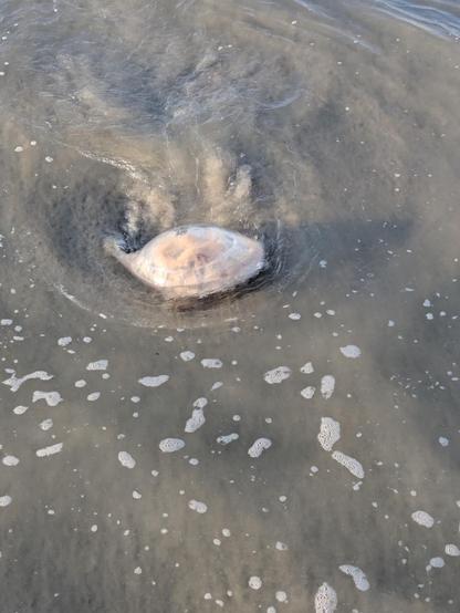 Photo of a jellyfish in shallow water. The jellyfish is slightly dome-shaped and translucent. The slightly orange and yellow underside can be seen through its upper body. The water around it is a murky, sandy gray.