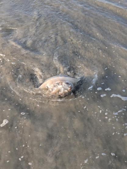 Photo of a jellyfish that has washed up on the beach. The jellyfish is slightly dome-shaped and translucent. The slightly orange and yellow underside can be seen as the jellyfish is laying on its side in shallow water. The water is a murky, sandy gray.