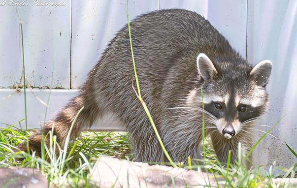 "In a patch of weedy clover and sunlit grass, an Eastern Raccoon (Procyon lotor) pauses near the base of a bright white vinyl fence. The fence’s smooth, glossy slats rise in neat vertical lines behind the animal, their artificial sheen sharply contrasting the untamed ground below. The raccoon’s body is angled to the right, caught mid-step, but its head is turned to look directly at the viewer—as if listening, alert, and calculating.

At the base of the fence, between two slats and partly hidden in shadow, is a subtle dark gap: the infamous “Hole Beneath the Fence.” Whether myth or truth, it’s drawn the raccoon here like a story it’s determined to finish. Its striped tail, thick and slightly curved, brushes the grass behind it like punctuation at the end of a sentence.

There’s a tension in the composition—the clash of orderly human-made boundaries and quiet natural rebellion. A moment suspended in vinyl and fur." - Coplot