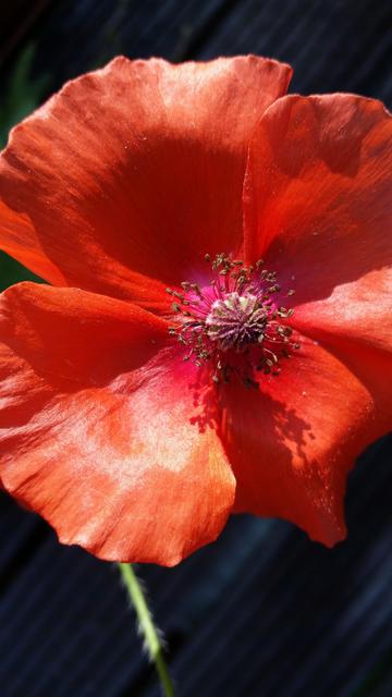Macro of a poppy in full bloom. The morning light reflects on the petals, which shimmer like red satin. In the centre of the picture are the characteristic, tart-shaped pistil and the stamens. A small piece of green stem can be seen below the flower. It is just as blurred as the darkly hatched structure in the background. An atmosphere of tenderness and passion.
