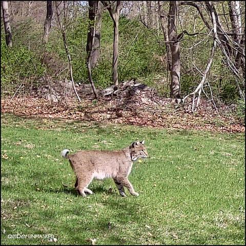 eastern bobcat in daylight in a backyard near trees
by Amber Love Delaney 2025
AmberUnmasked.com