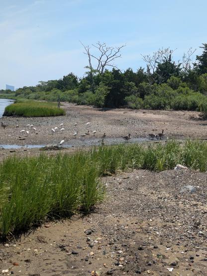 Photo of a small estuarine tributary at low tide. There is a rocky mudflat bisected by a small stream. There are many long-legged white birds and a few Canada geese in the water and walking on the mud. There is green vegetation scattered throughout, as well as a few dead tree trunks. One large building protrudes in a corner of the photo, against blue sky and near a tiny strip of water — part of the bay — that is just visible.