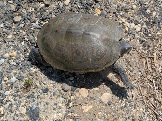 Photo of a turtle, a diamond back terrain, walking across a field of stones.