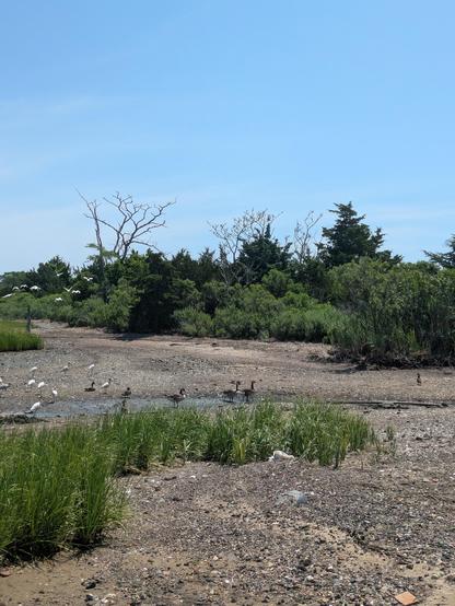 Photo of a small estuarine tributary at low tide. There is a rocky mudflat bisected by a small stream. There are many long-legged white birds and a few Canada geese in the water and walking on the mud. Several other white birds are seen mid-flight — they either just took off or are landing. There is green vegetation scattered throughout, as well as a few dead tree trunks.