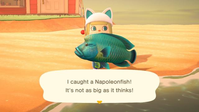 An image of my Animal Crossing character holding a turquoise Napoleon fish. I'm saying, "I caught a Napoleon fish! It's not as big as it thinks!"