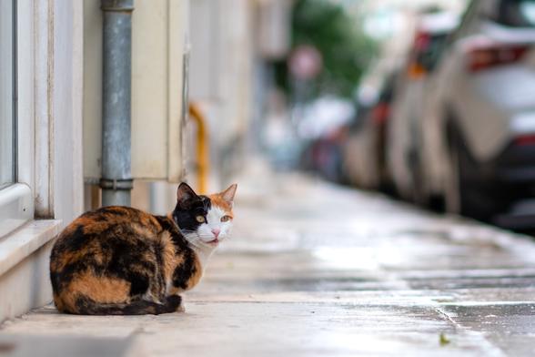 Photo of a calico cat sitting on a sidewalk close to the wall of some building. The cat sits in a dry spot, while the rest of the sidewalk is wet from the rain. On the right side of the photo, slightly out-of-focus, is a row of parked cars.