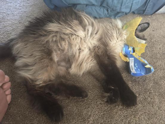 My long haired siamese cat Murphy lying on the ground, his banana toy draped over his face role his dragon toys face is against his neck