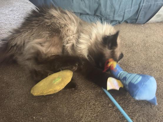 My long haired siamese cat Murphy lying on the floor attacking his banana toy with his feet while trying to get his dragon toy away from attacking his face