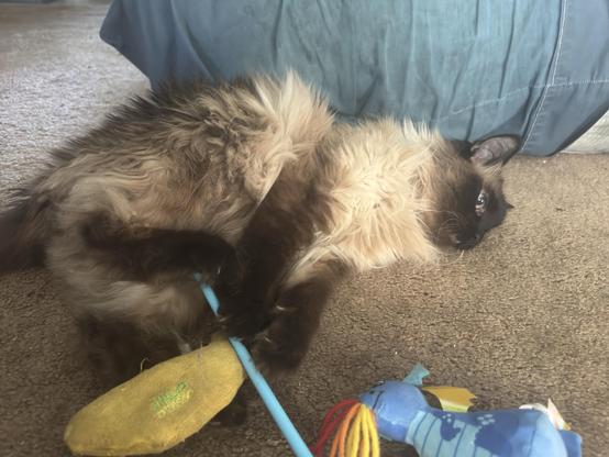 My long haired siamese cat Murphy lying on the floor after his final attack against his banana and dragon toy