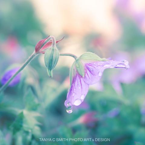 A delicate purple Geranium Azure Rush flower with dewdrops clings to its stem, surrounded by a softly blurred background of greenery and additional blooms. Soft lighting enhances the dreamy, tranquil atmosphere of a fresh morning.