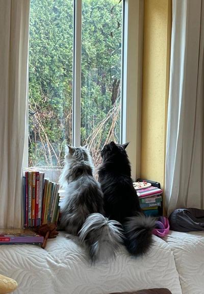 ALT

La imagen muestra dos gatos sentados en una ventana, mirando hacia afuera. El gato de la izquierda es de color gris y blanco, mientras que el de la derecha es negro. Ambos tienen pelaje largo y están sentados en una superficie blanca con un patrón de hojas. A la izquierda de los gatos, hay una estantería con varios libros de diferentes tamaños y colores, incluyendo algunos libros infantiles. A la derecha, hay un pequeño mueble con más libros y un juego de mesa. La ventana está rodeada de cortinas blancas y ofrece una vista de un jardín con árboles verdes. La pared a la derecha de la ventana es de color amarillo claro.