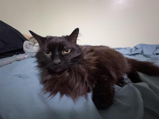My long haired black cat Penguin lying on the bed with an annoyed look on her face
