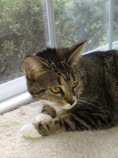 Our tabby cat with white markings, named Pax, is lying on a white window shelf.  She is looking, with her amber-colored eyes, over her shoulder at something in the room.  Her two white mittens are in front of her.  Long white whiskers frame her face.