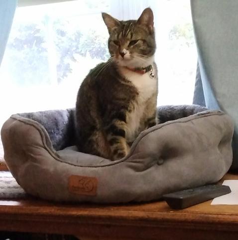 Our tabby cat with white markings, named Pax, is sitting up tall in a grey cat bed on a low bookcase by a window.  Her eyes look tired and sleepy.   A green and pink collar with a tiny silver bell dangles from her neck.