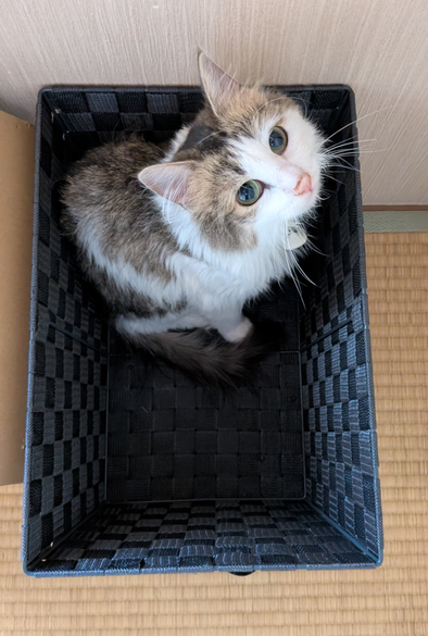 A Norwegian forest cat kitten sitting in a basket looking up at the camera.