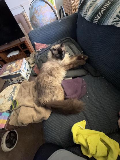 A fluffy cat rests on a black backpack atop a couch. The scene includes various items like a yellow cloth, scissors, and a globe in the background, suggesting a cozy, lived-in space.