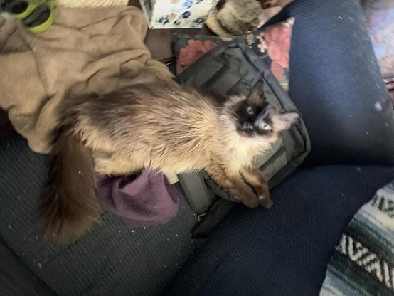 A relaxed cat lies on a couch, with a towel and a purple cloth nearby. The cat has a light brown coat with darker markings on its face and paws. A black bag is beneath the cat, and various items are scattered in the background.