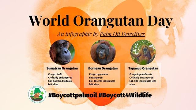 World Orangutan Day - Download your free infographic