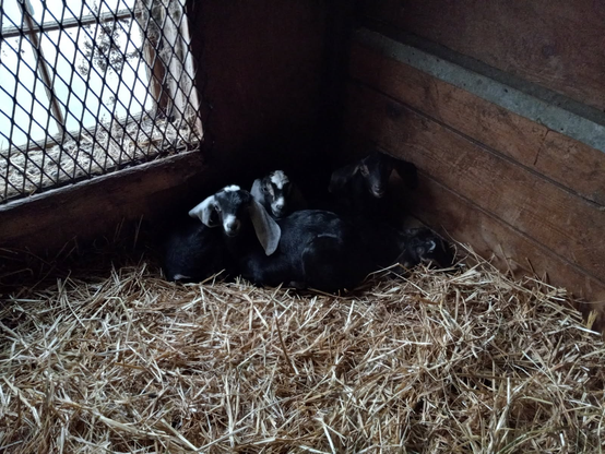4 dark-coloured baby goats laying in clean straw, in the corner of a barn room next to a mesh-covered window.  The corner is a bit dark, so the only parts of the goats you can see easily are the white patches on top of their heads, and their giant white floppy ears.