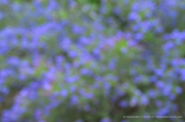 Flowering Ceanothus, defocused, Escondido, California; March 2025. Flowering Ceanothus, defocused, Escondido, California; March 2025.