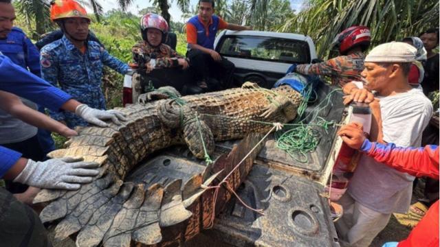 Giant 410kg Crocodile Invades Malaysian Palm Oil Plantation, Captured by Locals.