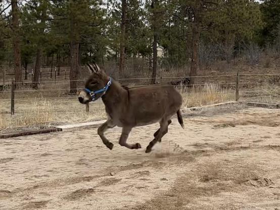A well-fed donkey galloping across the sand with all four feet off the ground. 