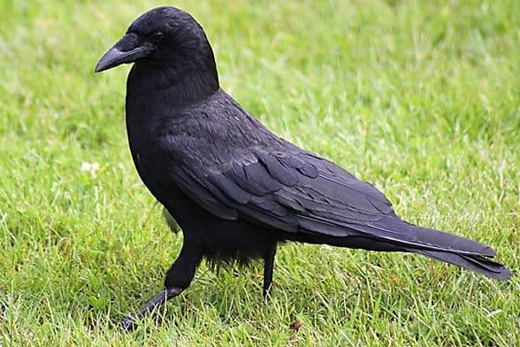 Crows in the Pacific Northwest: Northwestern, American, or Something In Between? Crows in the Pacific Northwest: Northwestern, American, or Something In Between?