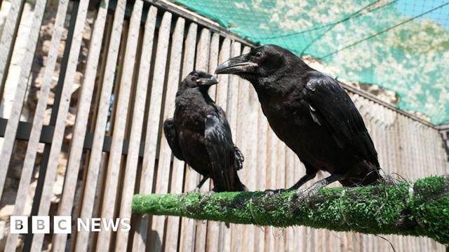A mid shot of two black ravens 'Henry' and 'Poe' on top of a green branch. The ravens beaks are nearly facing each other.