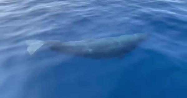 Sperm Whales and dolphins seen in Mallorca