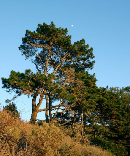Monterey pines in Big Sur, California, in a photo taken on 28 December, 2006. The left-most tree, pinus radiata, splits near ground level into three main trunks, and the centre trunk divides again further up. The pine spreads into two main layers of needles, one zone about halfway up and the other forming the tree’s crown. The background is a blue sky with a half-moon hanging just above the centre of the top-most crown of branches.