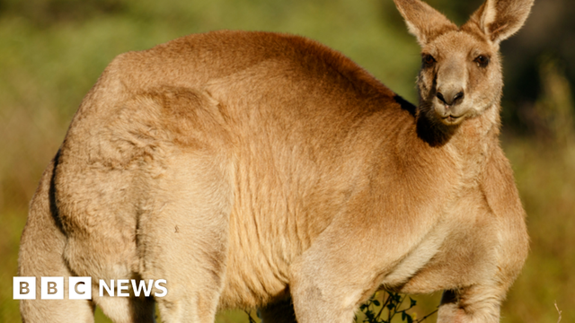 Eastern Grey Kangaroo (Macropus giganteus) an adult male looks at the camera, appearing to stand on all fours in front of a green grass background, as seen in Tinchi Tamba Wetlands.