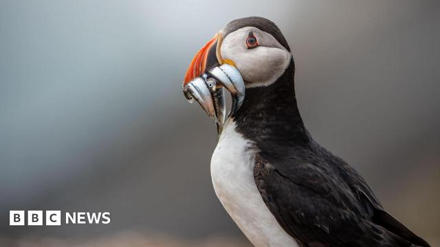 A puffin, with black and white feathers and a distinctive orange beak, holding several fish in its mouth