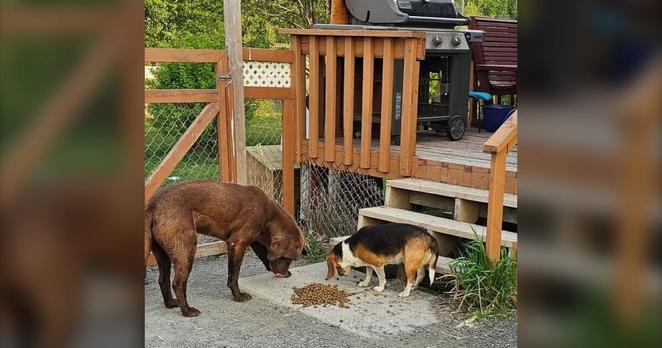 ogs in Cross Lake being provided food after the community was evacuated due to wildfires. (Manitoba Animal Alliance)