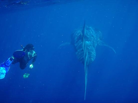We tracked 13,000 giants of the ocean over 30 years, to uncover their hidden highways We tracked 13,000 giants of the ocean over 30 years, to uncover their hidden highways