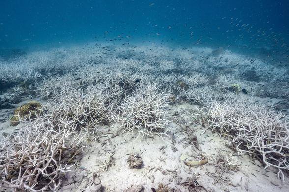 Fish swim around a bleached coral reef Fish swim around a bleached coral reef