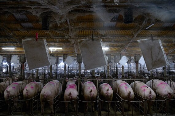New investigation puts Spain at the epicenter of Europe's megafarm expansion