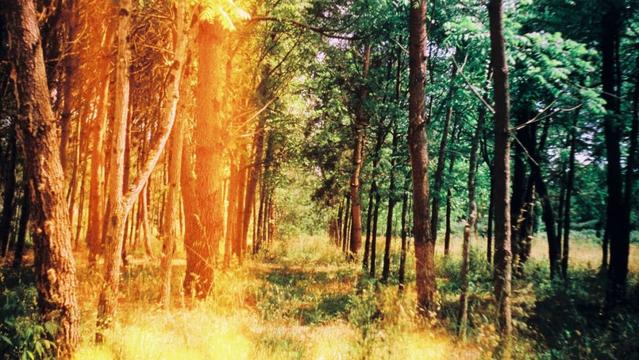 A row of trees, with light leaks. A row of trees, with light leaks.