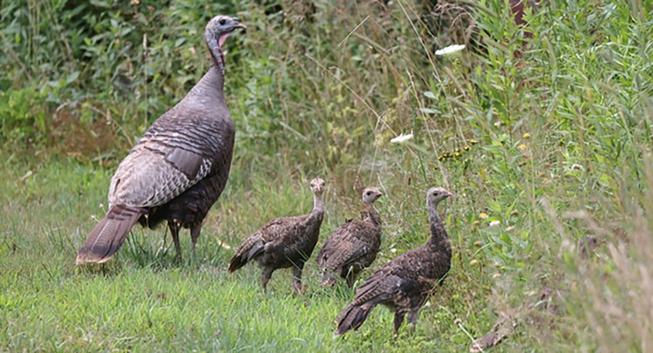 Hen turkeys play important role in survival of vulnerable poults – Wilkes-Barre Citizens' Voice Hen turkeys play important role in survival of vulnerable poults – Wilkes-Barre Citizens' Voice