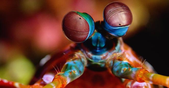 A close-up image of a mantis shrimp, which has rainbow spots and stripes and beady, complex eyes on stalks.