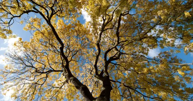 Looking up at an ash tree