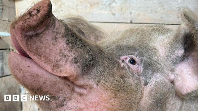 Close-up image of a pink pig's face in profile