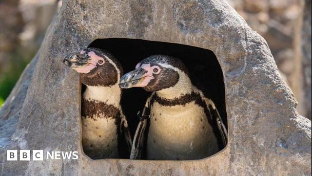 Scampi and Flounder can be seen peeking out of a stone with a rectangular hole in it. They have cream and brown markings and pink edging on their beaks.