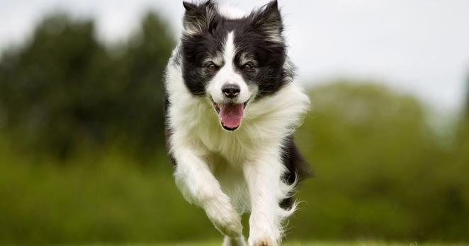Ein schwarz-weiß gefärbter Hund rennt über eine Wiese und schaut direkt in die Kamera. Er wirkt konzentriert und fröhlich.